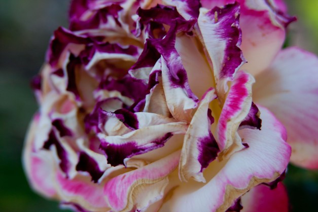 Sun scorched Roses | Welcome to FablesandFlora.com